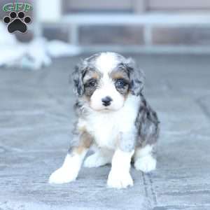 Sophie, Cavapoo Puppy